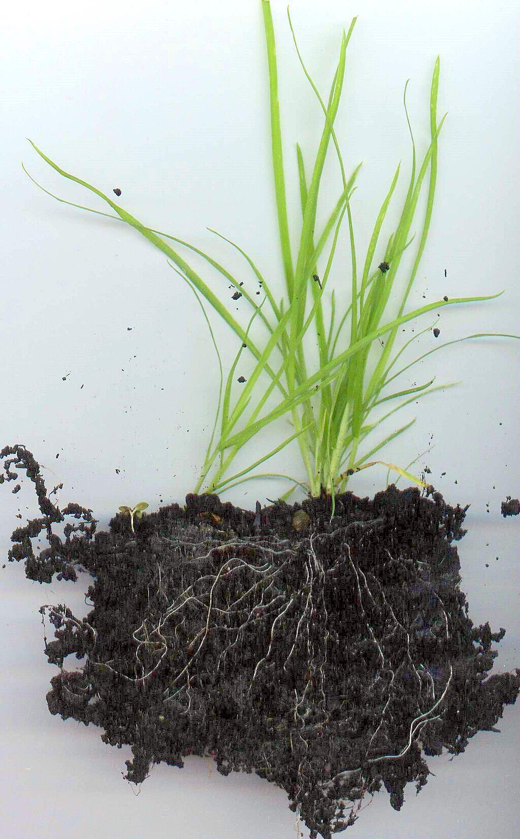 Is My Lawn Dead? How to Save Dying Grass in Ohio